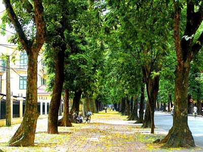 Khởi động Quỹ một triệu cây xanh cho Việt Nam